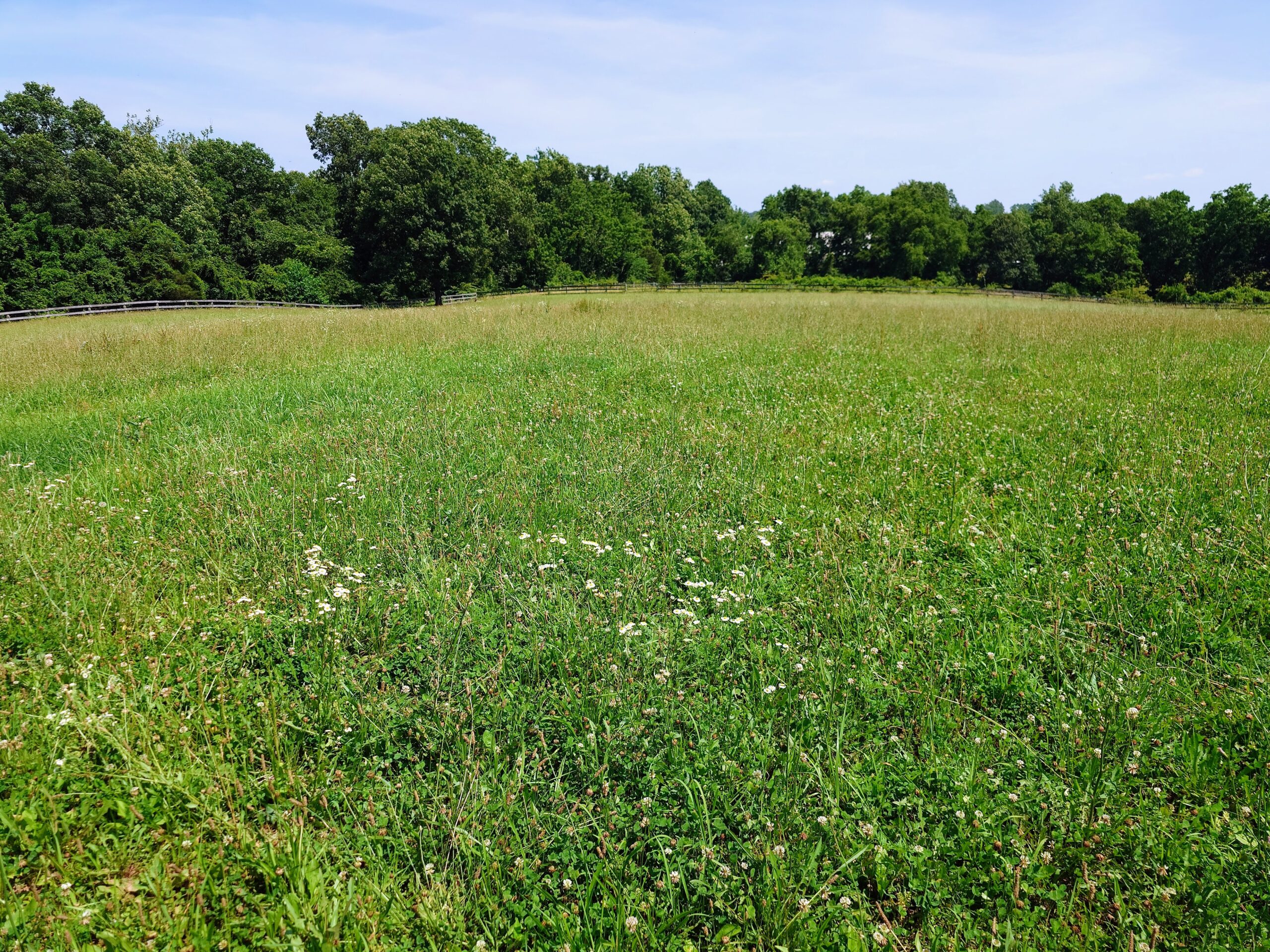 Why we don’t use chemicals on our farm