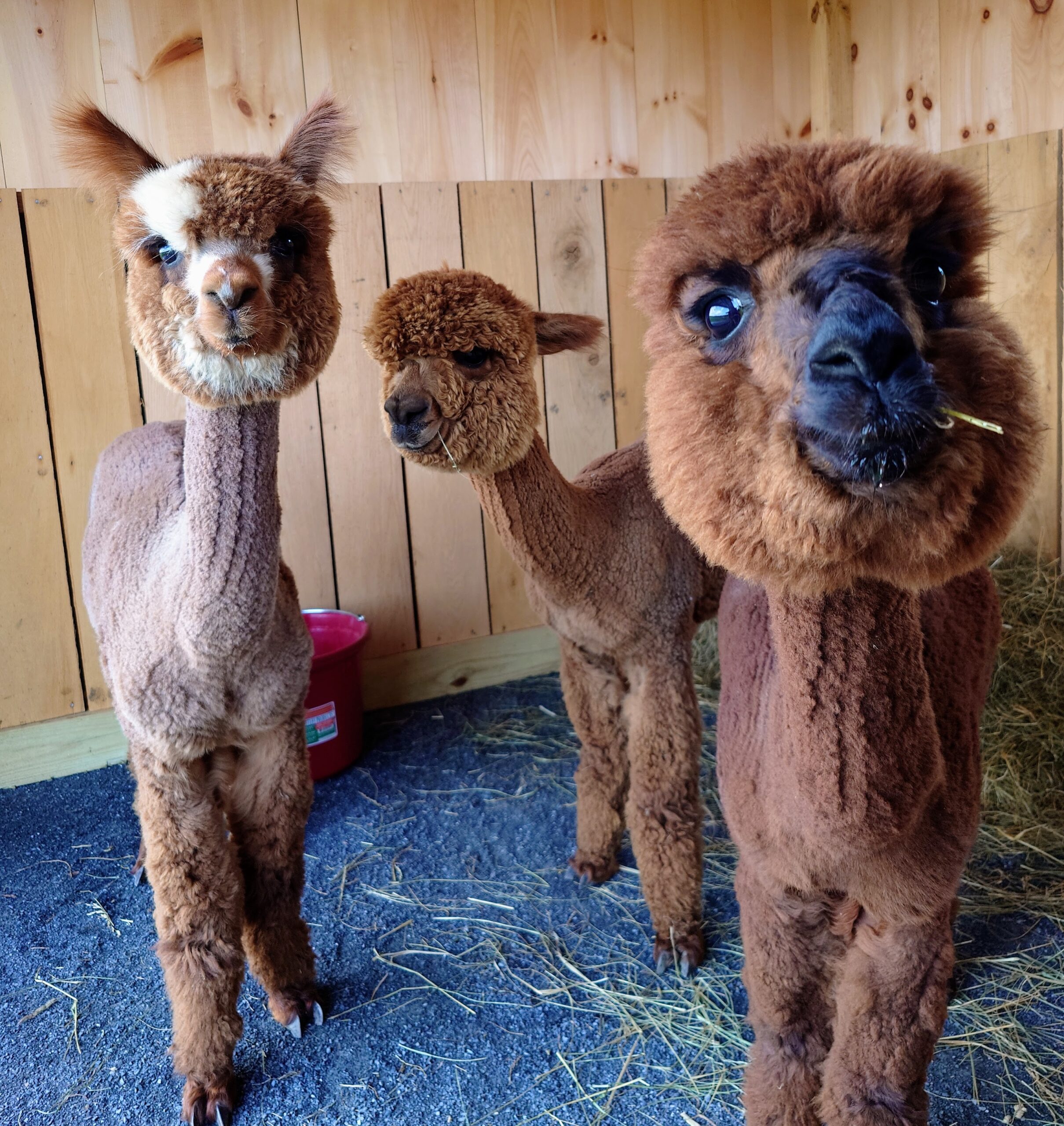 🦙 Meet Our Alpacas: Glad, Stormy & Magnum
